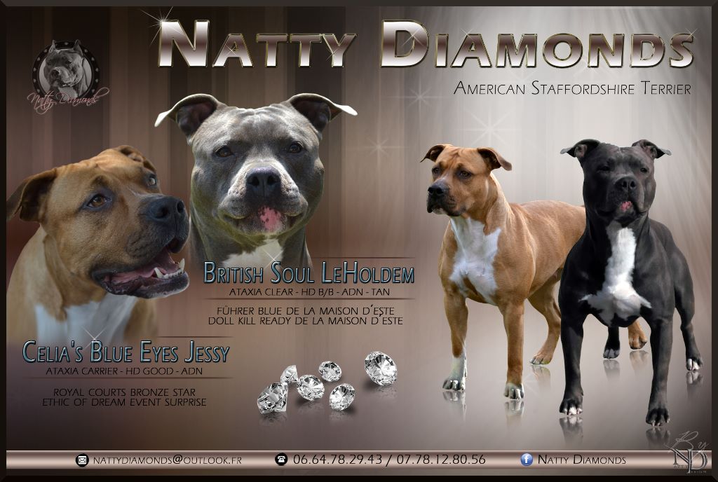 Natty Diamonds - American Staffordshire Terrier - Portée née le 27/03/2017