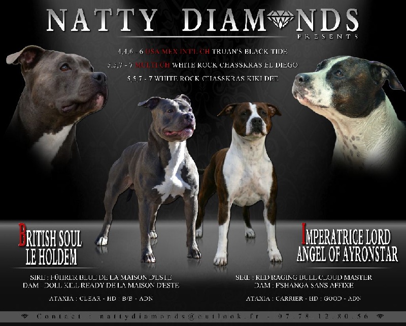 Natty Diamonds - American Staffordshire Terrier - Portée née le 18/05/2016