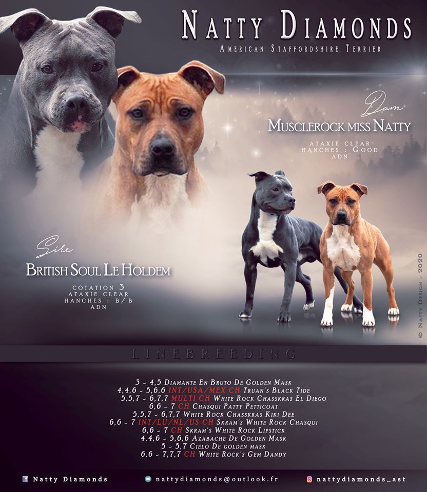 Natty Diamonds - Chiot disponible  - American Staffordshire Terrier