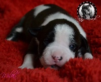 NATTY DIAMONDS Milka